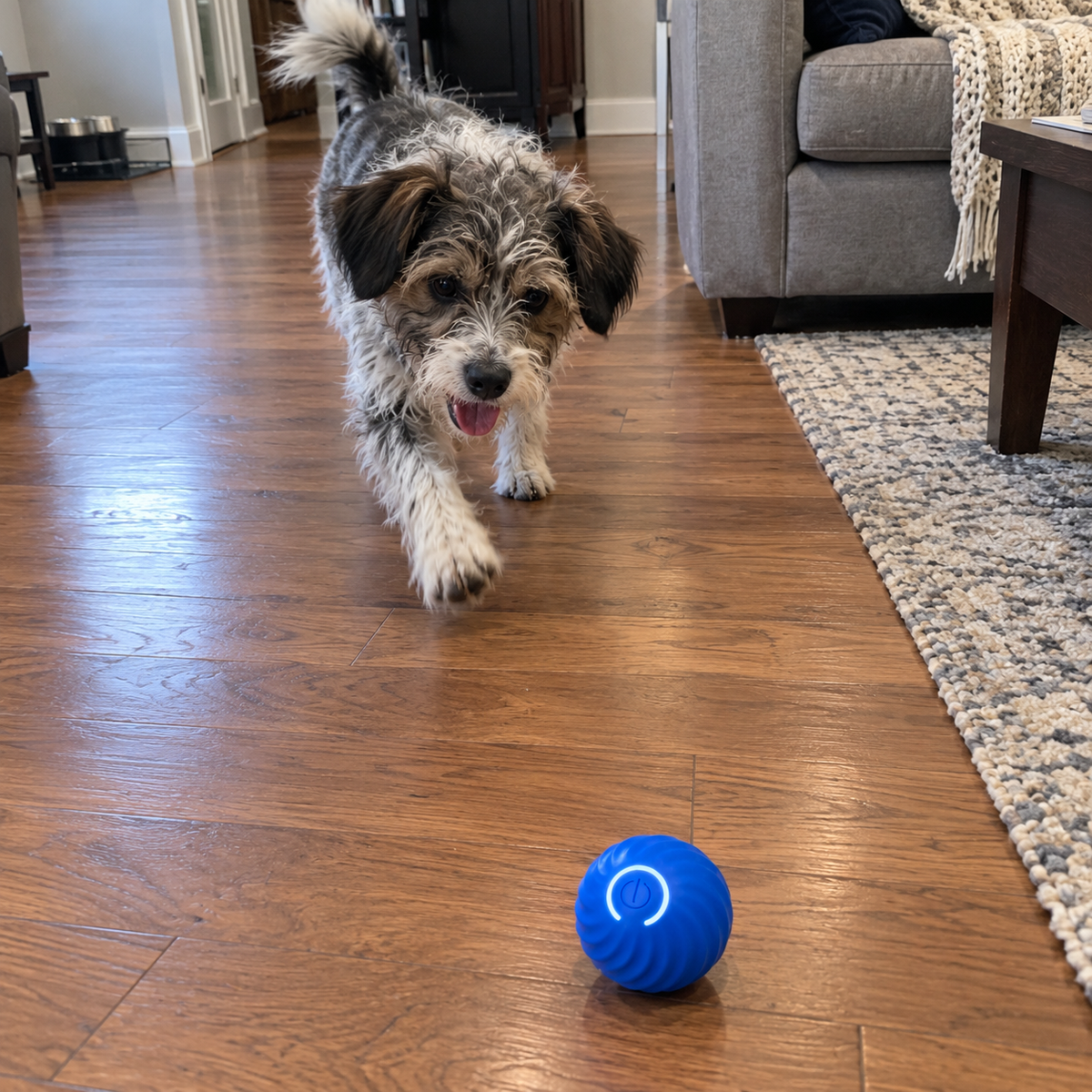Scruffy terrier chasing the self-rolling Chase Ball across a wood floor