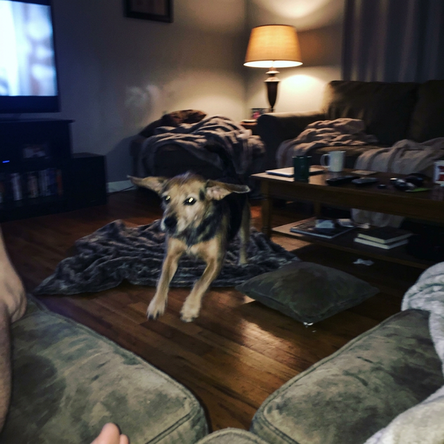 9pm zoomies